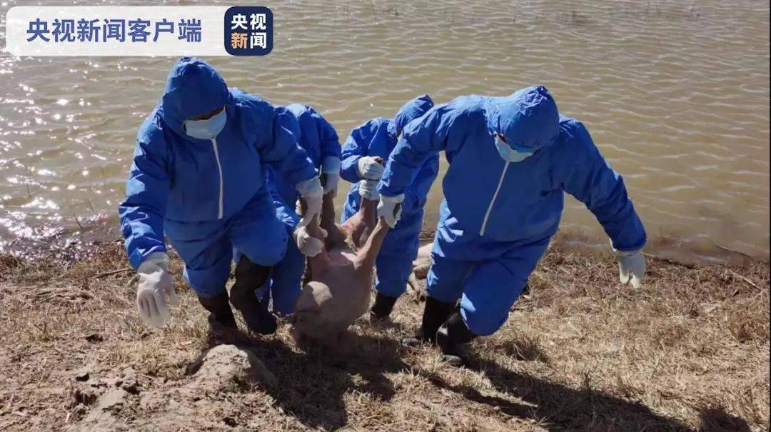 内蒙古最新事件，心灵与自然的完美邂逅之旅